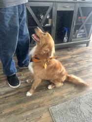 Lost Male Dog last seen Third ave chula vista , Chula Vista, CA 91910