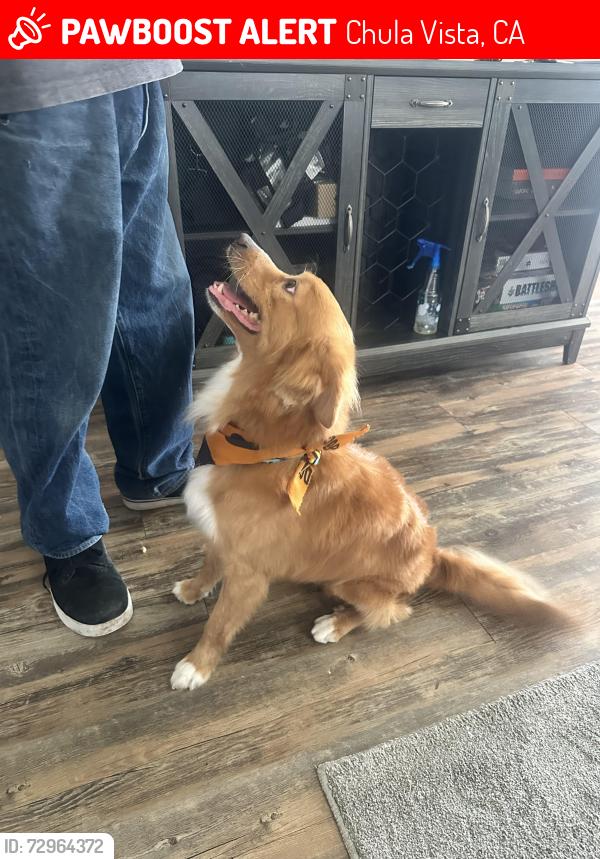Lost Male Dog last seen Third ave chula vista , Chula Vista, CA 91910