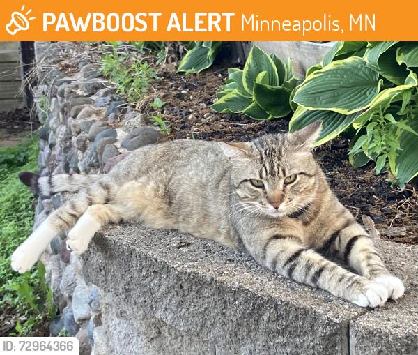 Found/Stray Unknown Cat last seen Arthur St NE & 26 Ave, Minneapolis, MN 55418