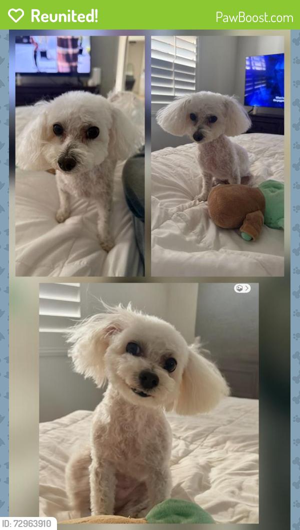 Reunited Female Dog last seen Breakers Lane, Aliso Viejo. CA., Aliso Viejo, CA 92656