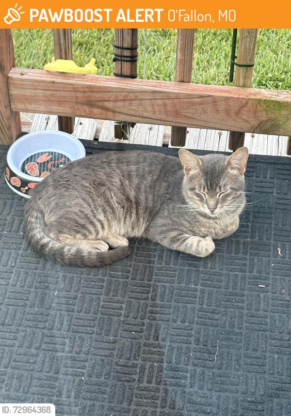 Found/Stray Male Cat last seen Mexico road, O'Fallon, MO 63366