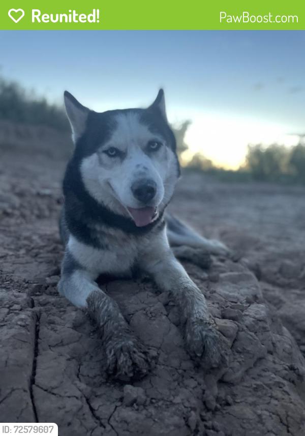 Reunited Male Dog last seen Near Joshua Rd, Hesperia, CA 92344, USA, Hesperia, CA 92344