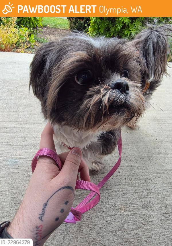 Found/Stray Male Dog last seen  Briggs Dr & Magnolia Dr, Olympia, WA 98501