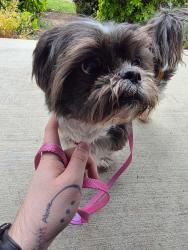 Found/Stray Male Dog last seen  Briggs Dr & Magnolia Dr, Olympia, WA 98501
