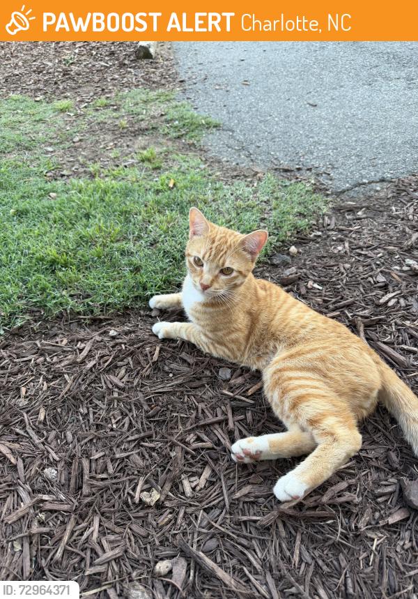 Found/Stray Male Cat last seen Near mosaic southend apmts , Charlotte, NC 28203