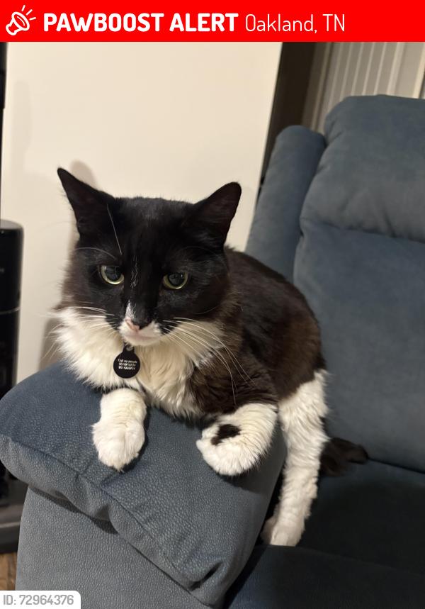 Lost Male Cat last seen Village Park Neighborhood, Oakland, TN 38060