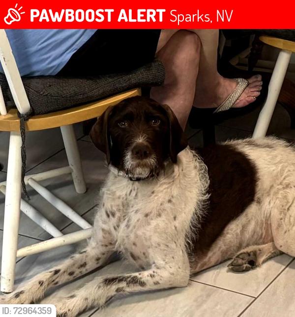 Lost Male Dog last seen 4th Street and McCarron , Sparks, NV 89431