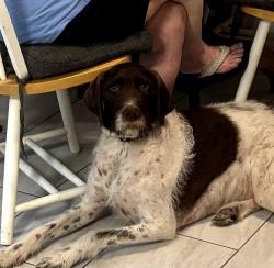 Lost Male Dog last seen 4th Street and McCarron , Sparks, NV 89431