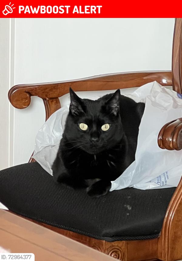 Lost Male Cat last seen Holiday lane and Trinidad , North Richland Hills, TX 76180