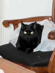 Lost Male Cat last seen Holiday lane and Trinidad , North Richland Hills, TX 76180