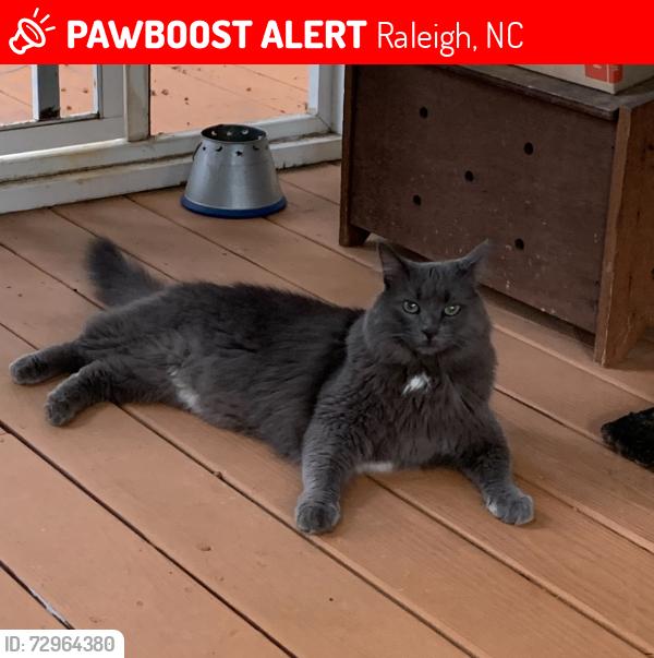 Lost Male Cat last seen Harbor Dr, Raleigh, NC 27615