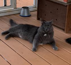 Lost Male Cat last seen Harbor Dr, Raleigh, NC 27615
