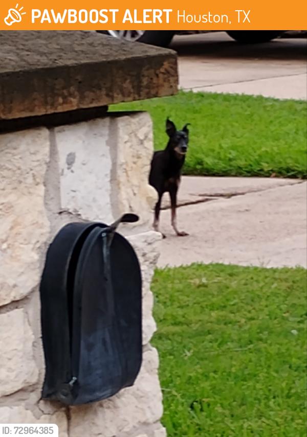 Found/Stray Unknown Dog last seen Walking along pine cliff close to ads, Houston, TX 77084