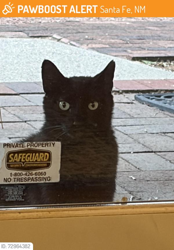 Found/Stray Unknown Cat last seen Near Old Santa Fe Trail, Santa Fe, NM 87501
