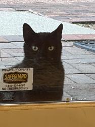 Found/Stray Unknown Cat last seen Near Old Santa Fe Trail, Santa Fe, NM 87501