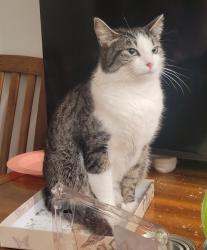 Lost Female Cat last seen Strawberry hill library, Surrey, BC V3W 1B2