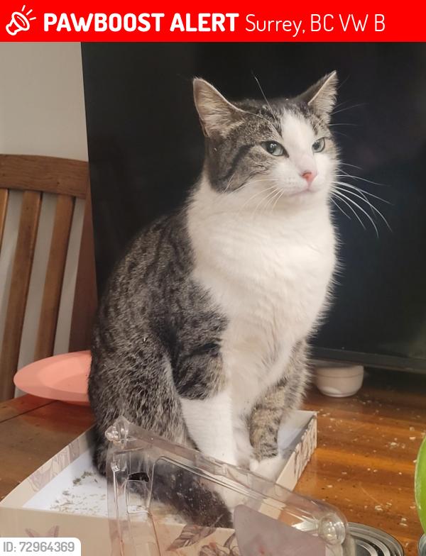 Lost Female Cat last seen Strawberry hill library, Surrey, BC V3W 1B2