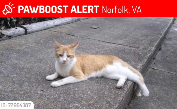 Lost Unknown Cat last seen am ave and W 47th st, Norfolk, VA 23510