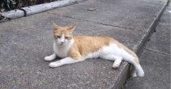 Lost Unknown Cat last seen am ave and W 47th st, Norfolk, VA 23510