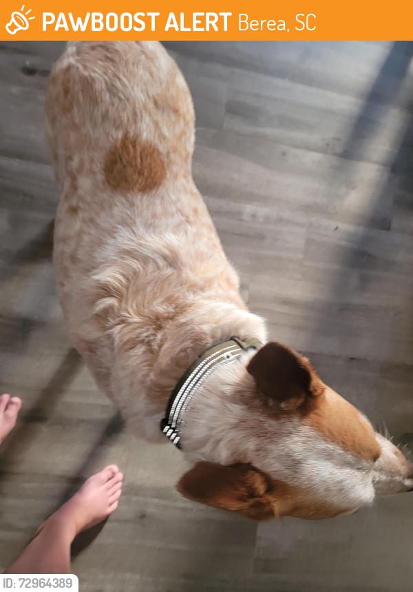 Found/Stray Male Dog last seen White Horse Rd and Lily Street, Berea, SC 29617