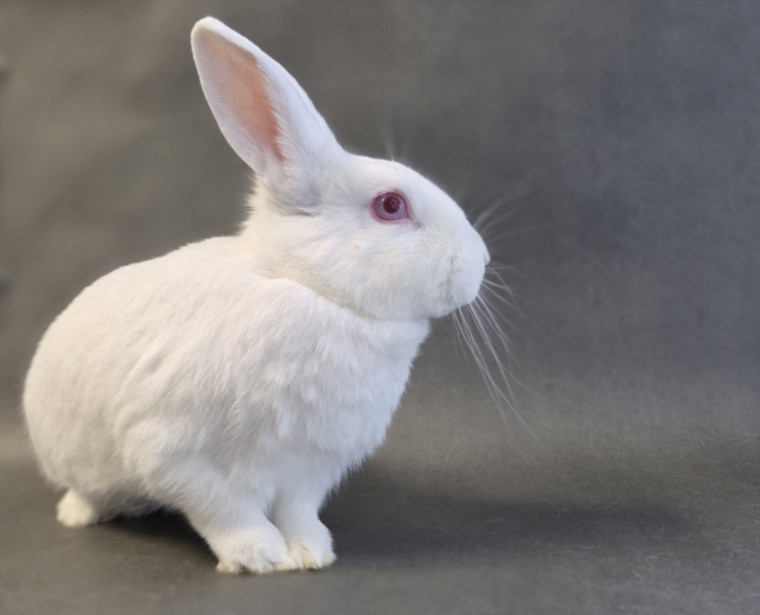 Shelter Stray Female Other last seen , 11361 W Pico Blvd, Los Angeles, CA 90064, USA