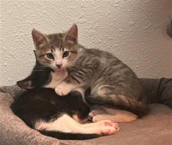 Shelter Stray Male Cat last seen HUNTSMAN DR /PREMIER WAY. 95826, Sacramento, CA 95827