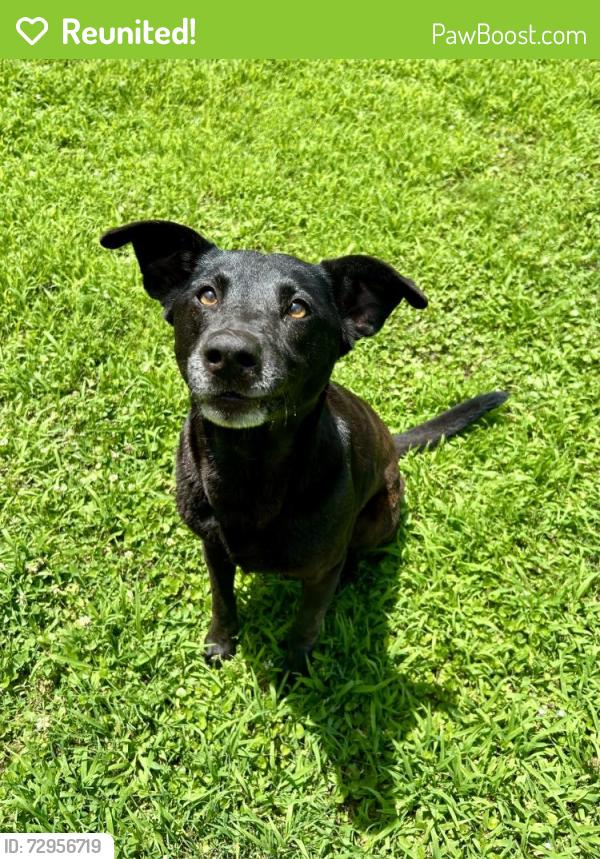 Reunited Female Dog last seen Vimy Ridge and Germania near DG Market, Alexander, AR 72002