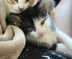 Shelter Stray Male Cat last seen HUNTSMAN DR /PREMIER WAY. 95826, Sacramento, CA 95827