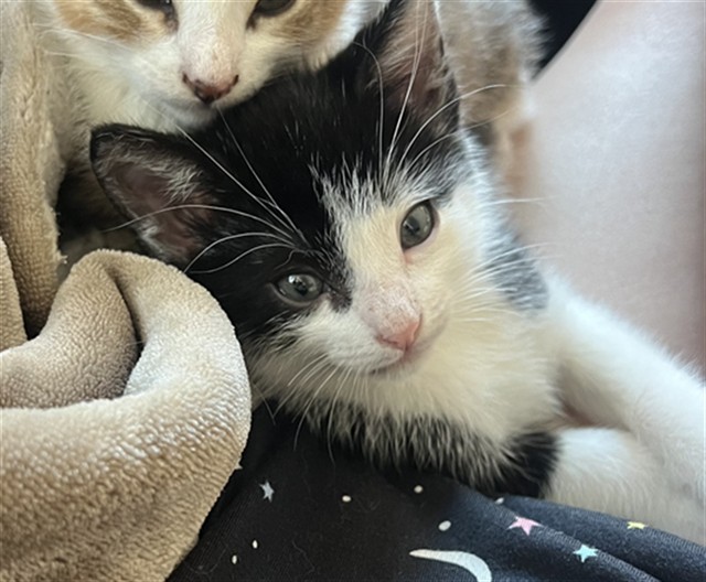 Shelter Stray Male Cat last seen HUNTSMAN DR /PREMIER WAY. 95826, Sacramento, CA 95827