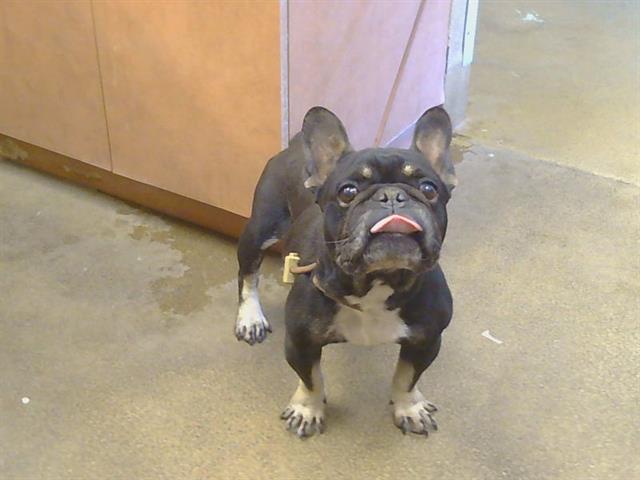 Shelter Stray Male Dog last seen ROSEMONT DR/HUNTSMAN DR, 95826, Sacramento, CA 95827