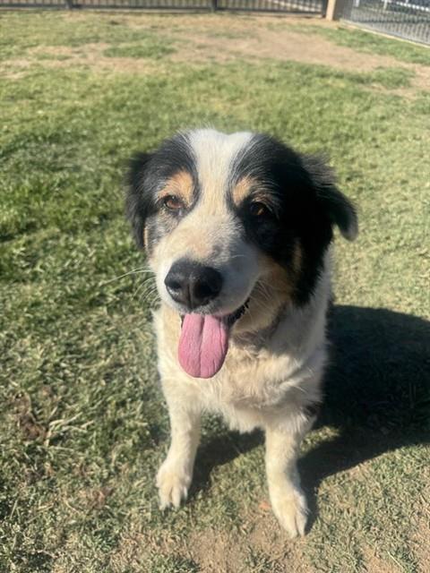 Shelter Stray Female Dog last seen LIMONITE X COLLINS, Jurupa Valley, CA 92509