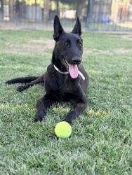 Shelter Stray Female Dog last seen Near BLOCK GAYLORD ST, RIVERSIDE, CA, Jurupa Valley, CA 92509