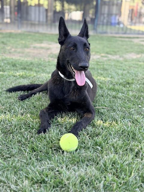 Shelter Stray Female Dog last seen Near BLOCK GAYLORD ST, RIVERSIDE, CA, Jurupa Valley, CA 92509
