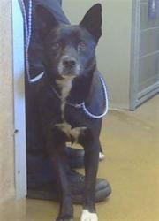Shelter Stray Female Dog last seen AUBURN BLVD/MORSE AVE, 95821, Sacramento, CA 95827