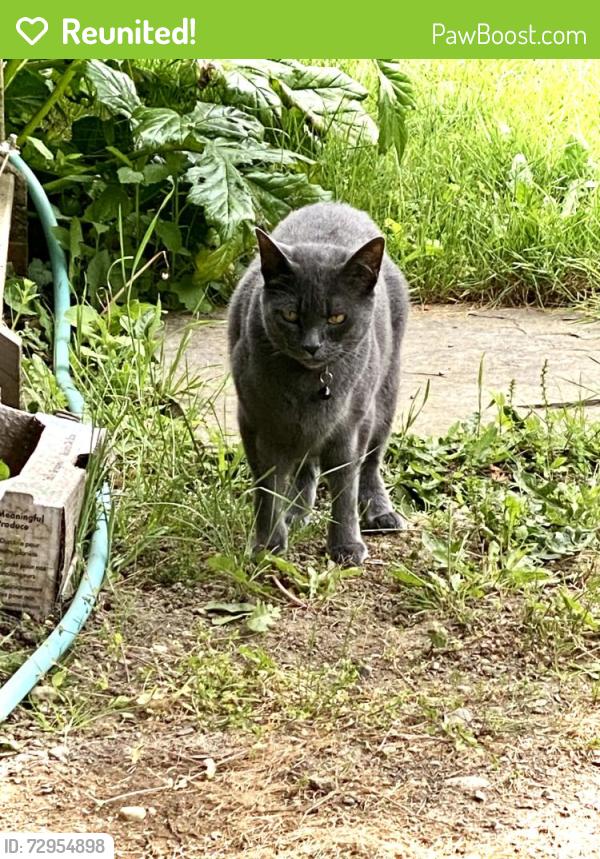 Reunited Male Cat last seen 148th Street and Fremont Avenue N. , Shoreline, WA 98133