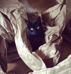Reunited Female Cat last seen Near Dracena Way, Gulf Breeze, FL 32561, USA, Gulf Breeze, FL 32561