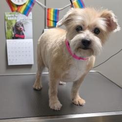 Shelter Stray Female Dog last seen Near BLOCK GULF SHORES DR, LAS VEGAS NV 89122, Las Vegas, NV 89101