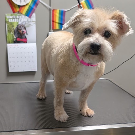 Shelter Stray Female Dog last seen Near BLOCK GULF SHORES DR, LAS VEGAS NV 89122, Las Vegas, NV 89101