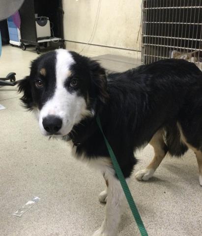 Shelter Stray Male Dog last seen OPAL X MISSION, Jurupa Valley, CA 92509