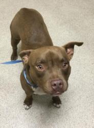 Shelter Stray Male Dog last seen 64TH ST /BAKER ST, JURUPA VALLEY CA, Jurupa Valley, CA 92509