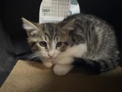Shelter Stray Female Cat last seen AURORA RD/ DILLON RD, Thousand Palms, CA 92276