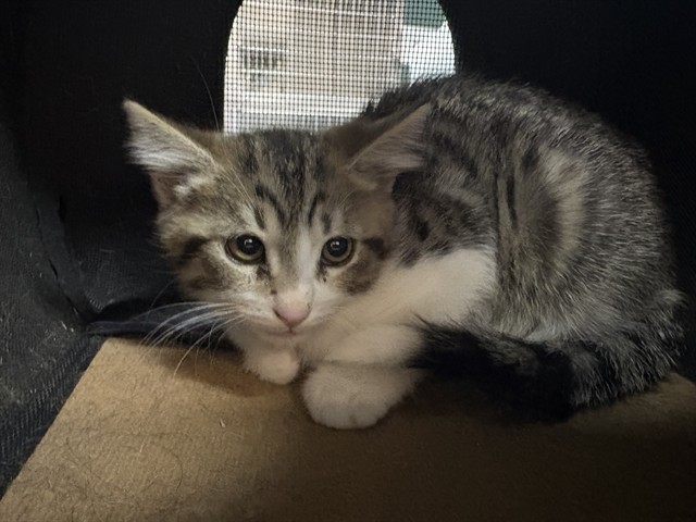 Shelter Stray Female Cat last seen AURORA RD/ DILLON RD, Thousand Palms, CA 92276