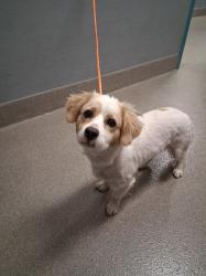 Shelter Stray Male Dog last seen Near BLOCK E ST LOUIS AVE, LAS VEGAS NV 89104, Las Vegas, NV 89101