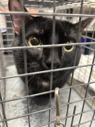 Shelter Stray Unknown Cat last seen E LAKE MEAD BLVD & N PECOS RD, Las Vegas, NV 89101