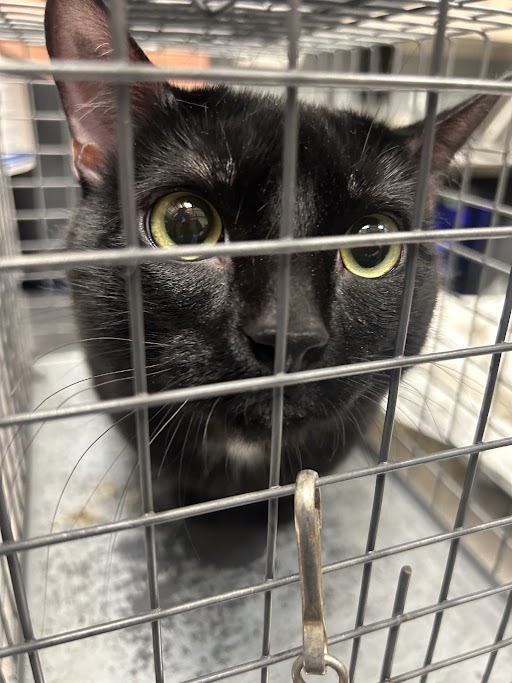 Shelter Stray Male Cat last seen E LAKE MEAD BLVD & N PECOS RD, Las Vegas, NV 89101