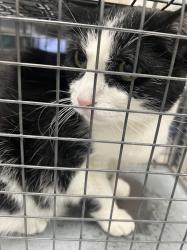 Shelter Stray Female Cat last seen DROPPED AT SHELTER, Las Vegas, NV 89101