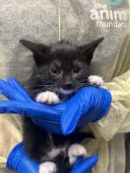 Shelter Stray Female Cat last seen , Las Vegas, NV 89101
