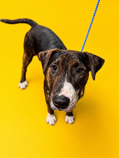 Shelter Stray Male Dog last seen Near BLOCK BODDENS RD, Jacksonville, FL 32204