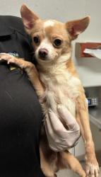 Shelter Stray Male Dog last seen Near BLOCK WATER ST, BAKERSFIELD CA 93305, Bakersfield, CA 93308