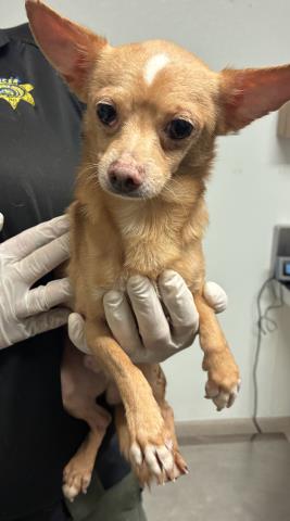 Shelter Stray Male Dog last seen Near BLOCK WATER ST, BAKERSFIELD CA 93305, Bakersfield, CA 93308